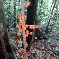 Agrostistachys borneensis Becc.